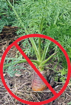 Do NOT use fresh manure on vegetables, particularly root crops.